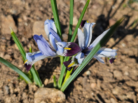 Iris avromanica
